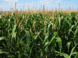 corn-field-1935_640